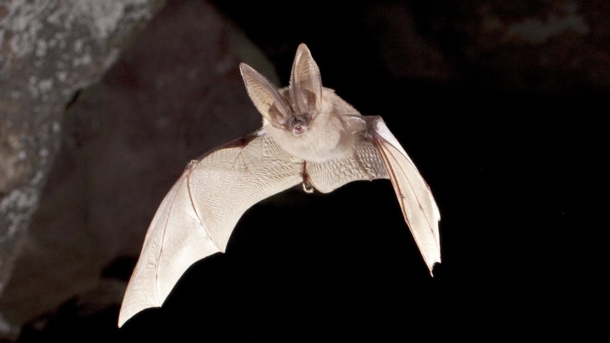 Египетский крылан