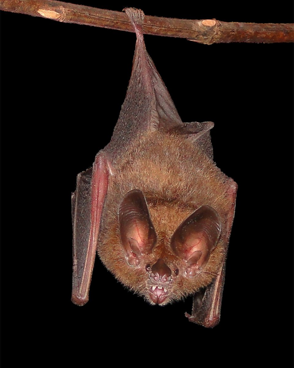 Свиноносая летучая мышь