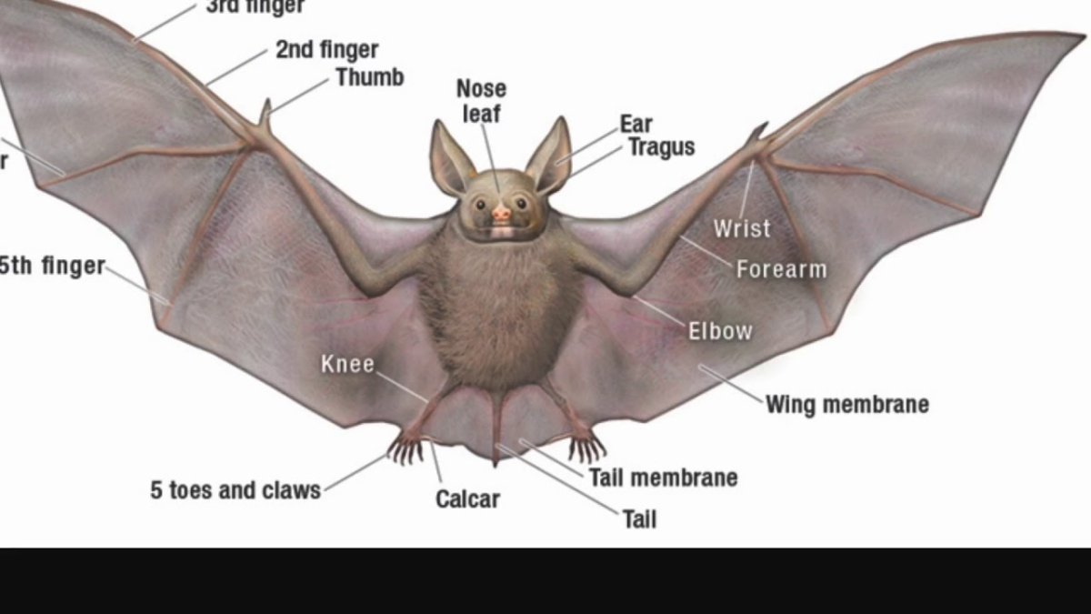 Rhinolophus ferrumequinum