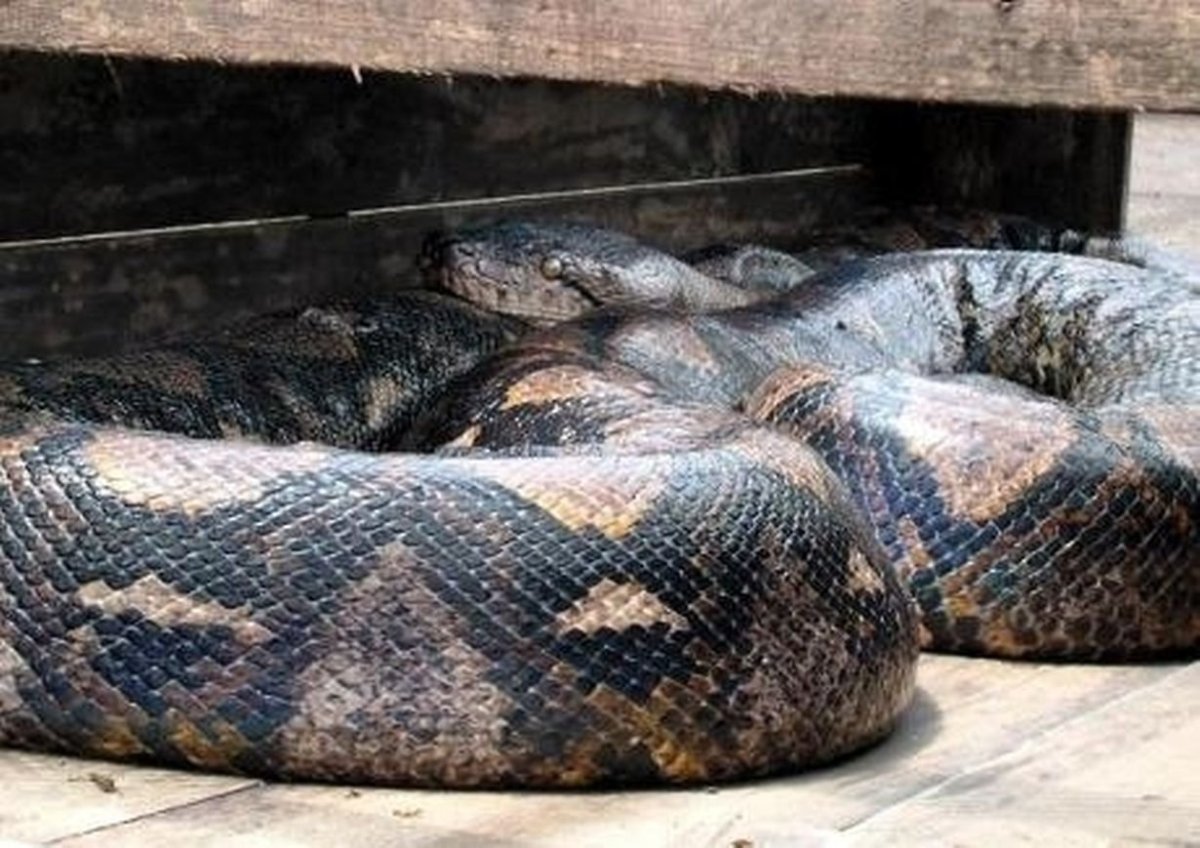 Темный тигровый питон