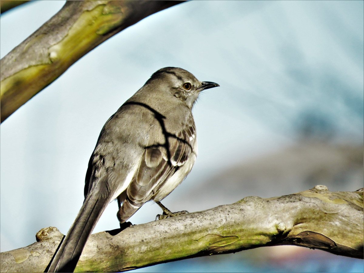 Серебристая мухоловка