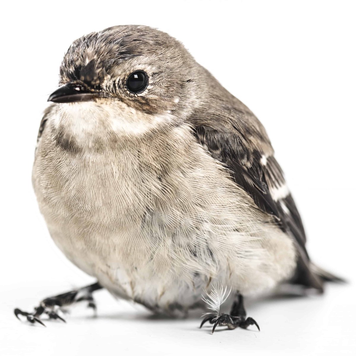 Хохлатая Пичуга