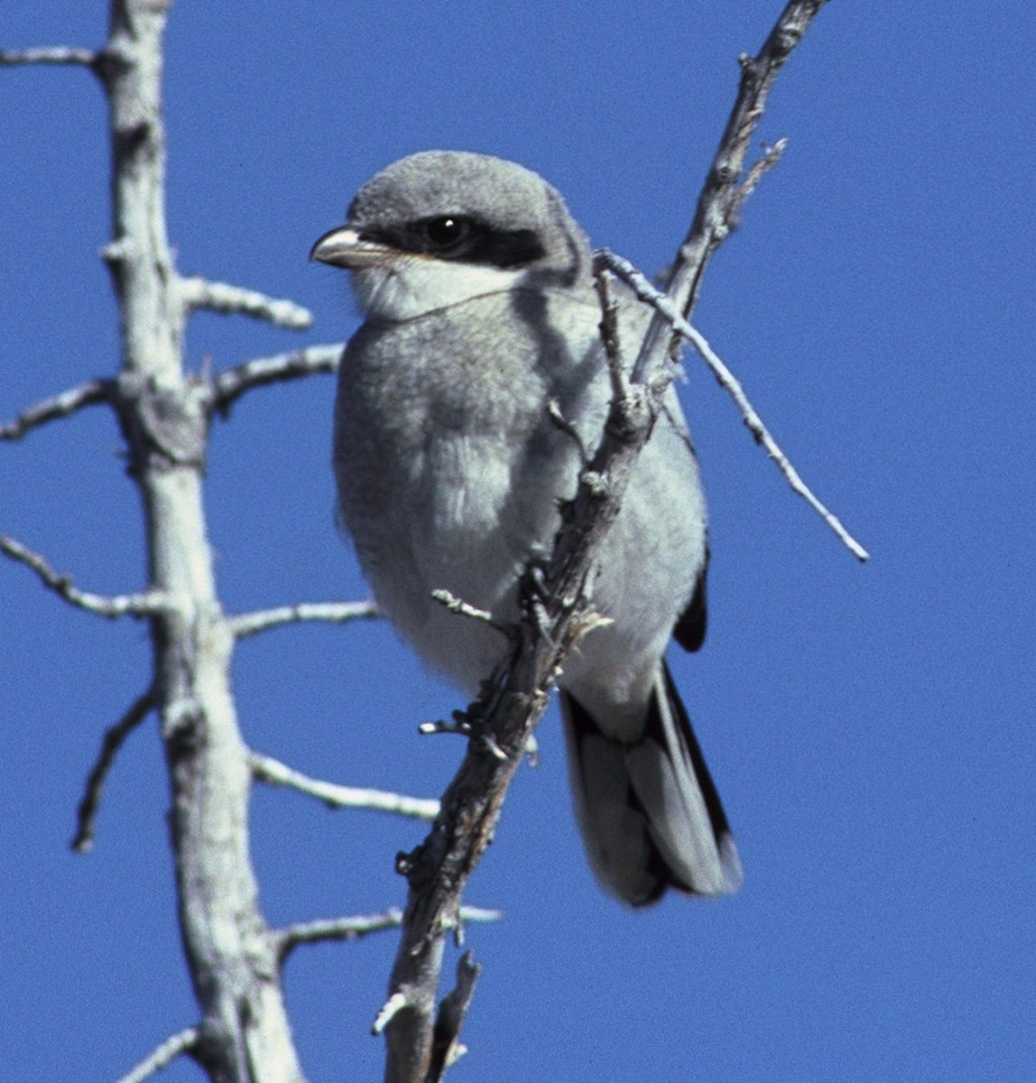 Обыкновенная сипуха