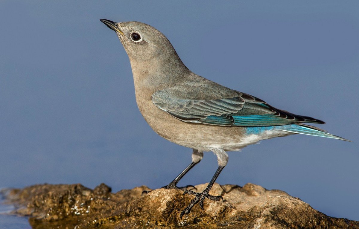 Обыкновенный серый сорокопут