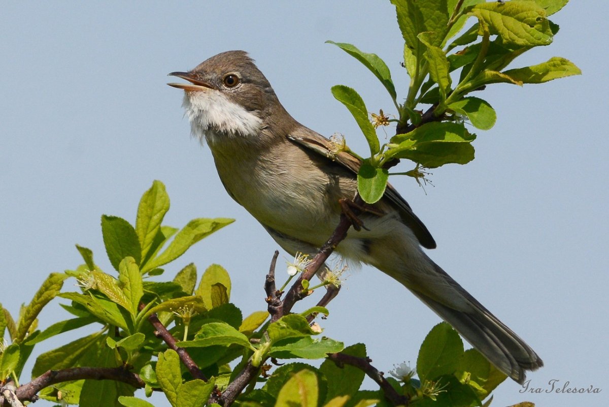 Черноголовая голубая Сойка