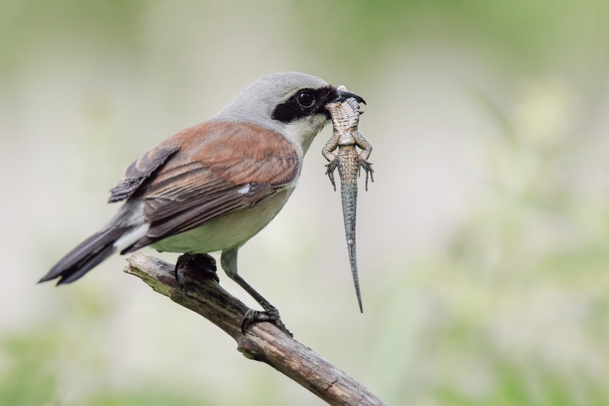 Горихвостка птица