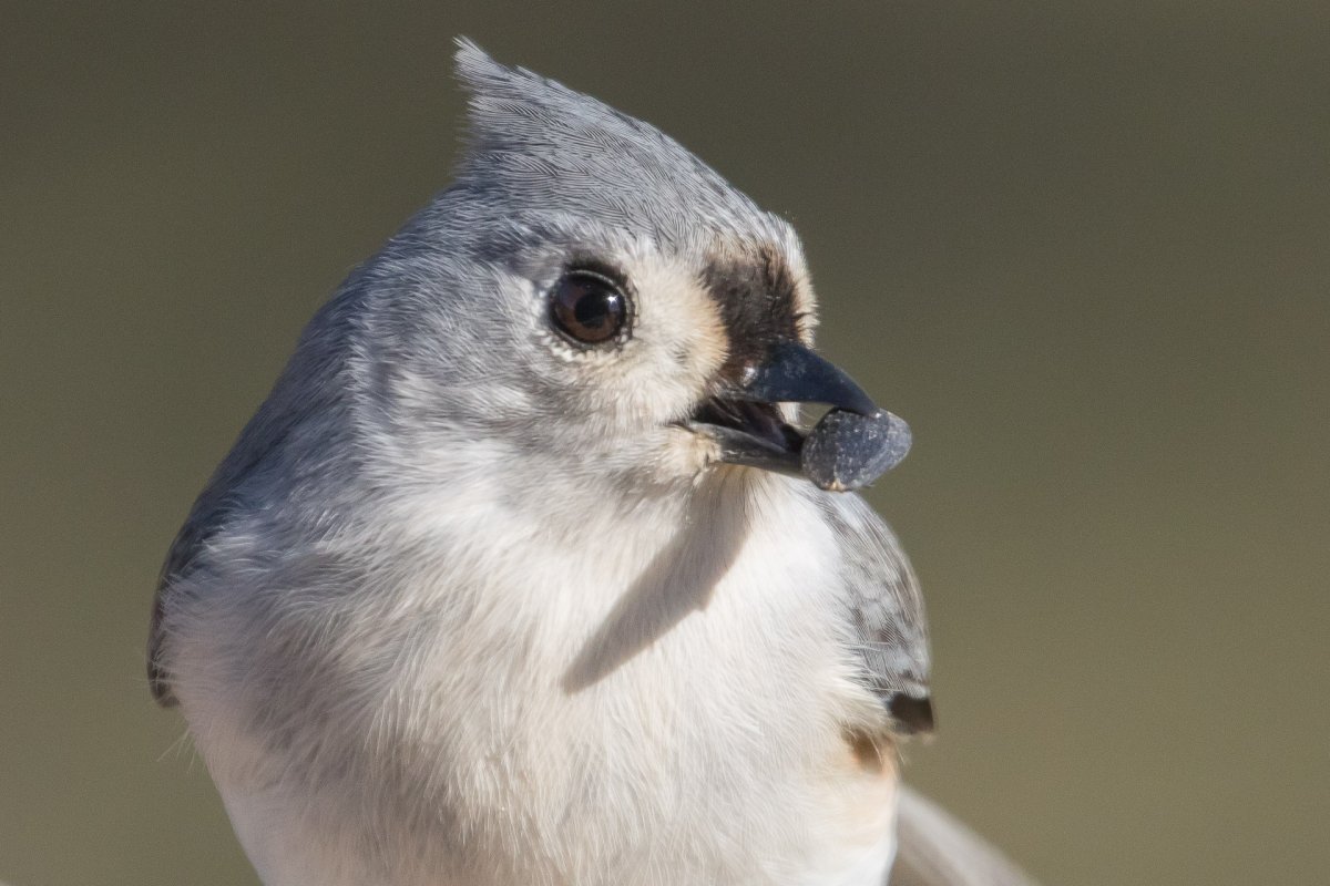 Сиалия Лазурная птица