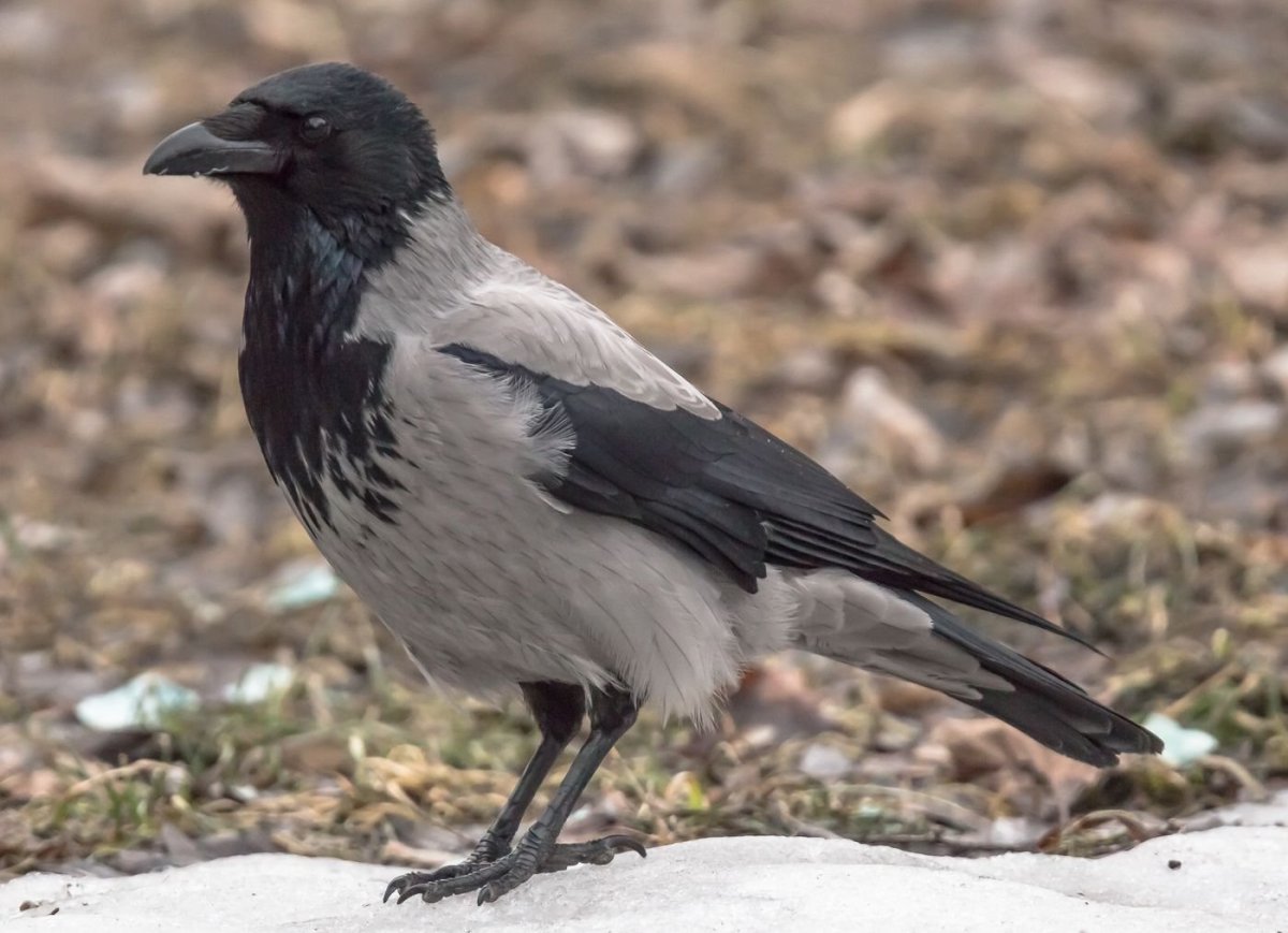 Зимующая ворона