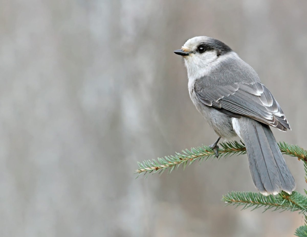 Мухоловка Коноплянка горихвостка