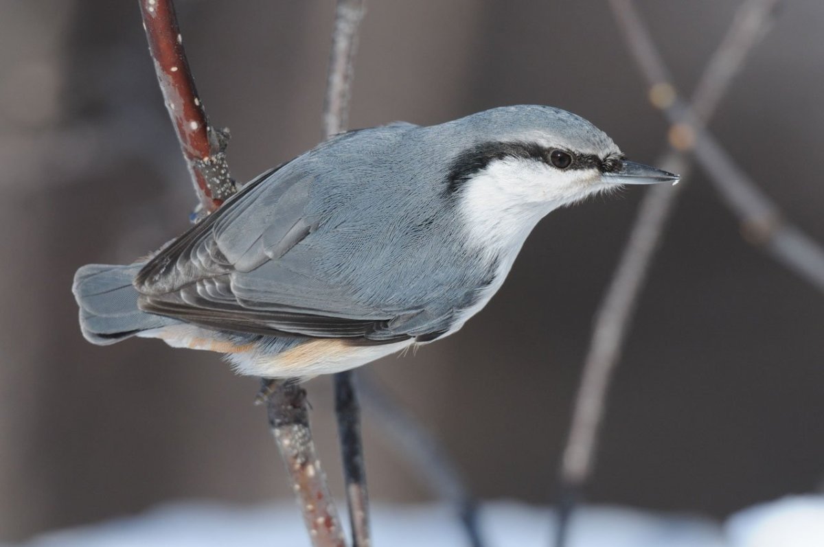 Длиннохвостая синица