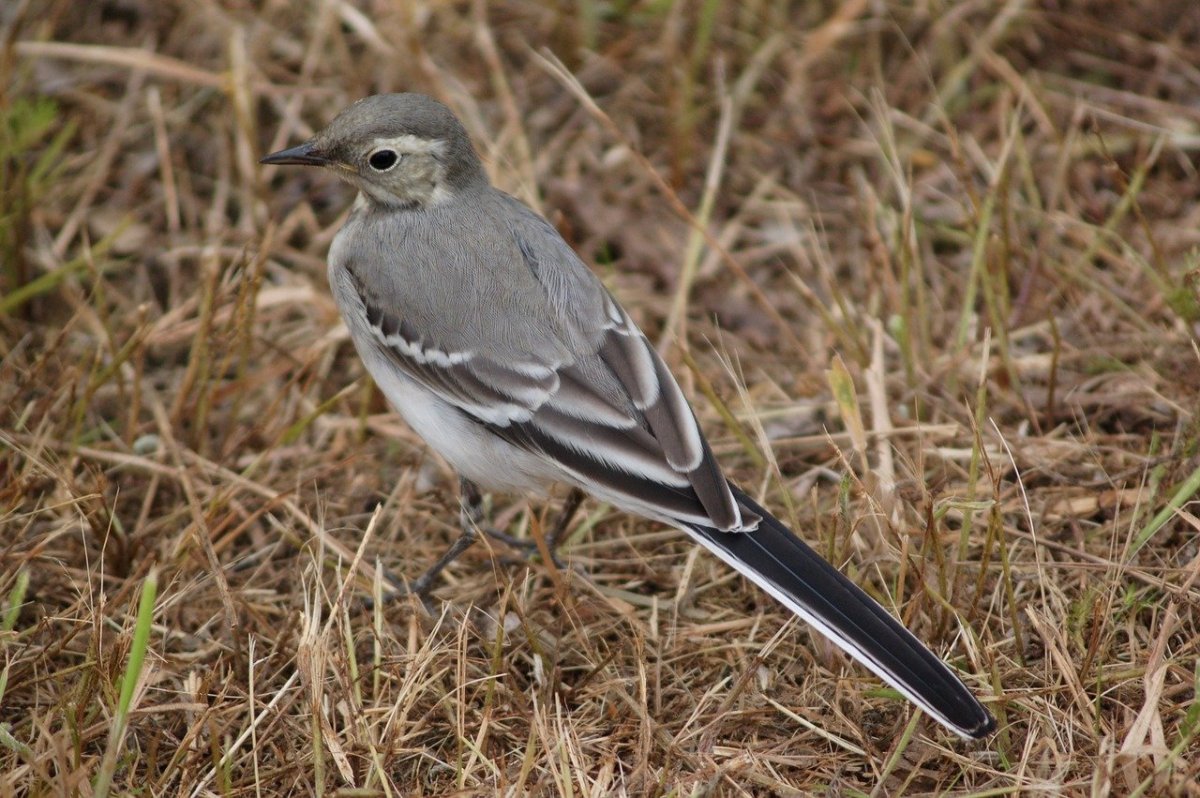 Серая птичка