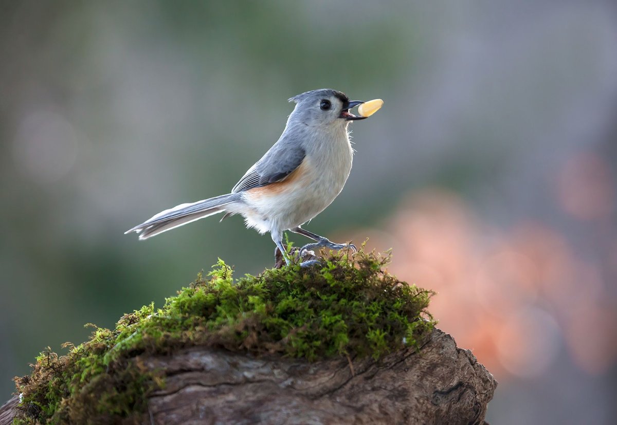 Маленькая птичка похожая на воробья