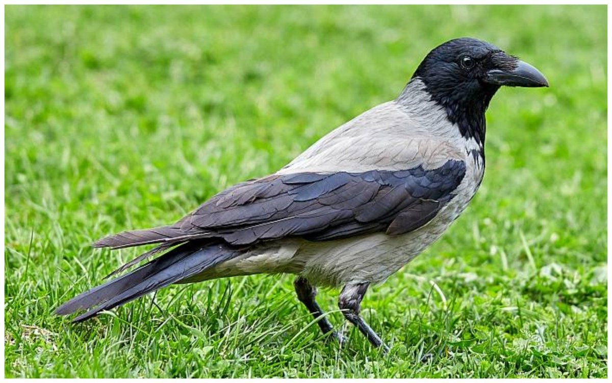 Голубая сорока в Забайкалье