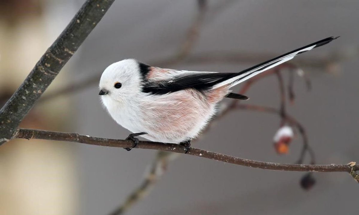 Tufted Titmouse