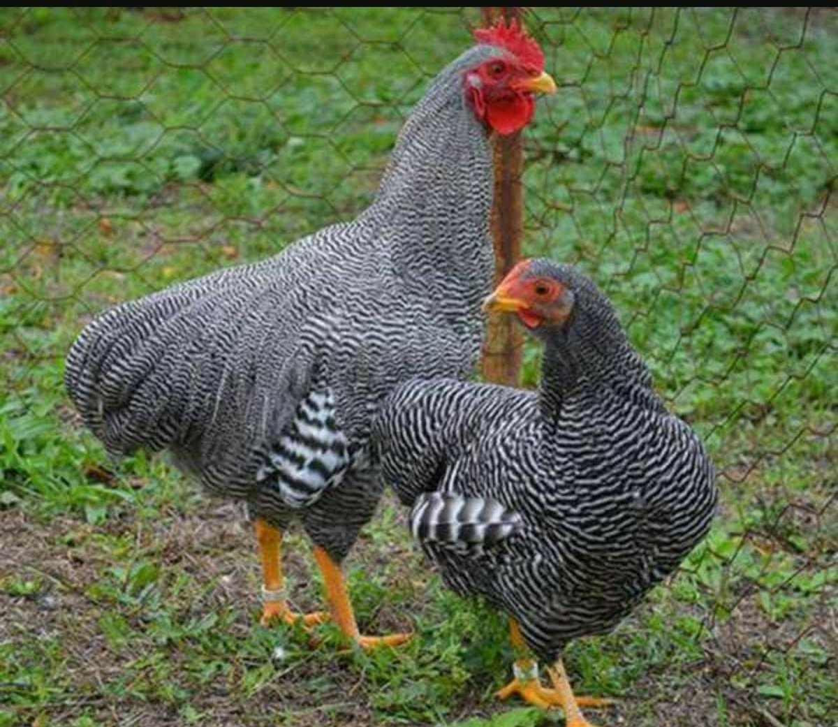 Полосатый плимутрок