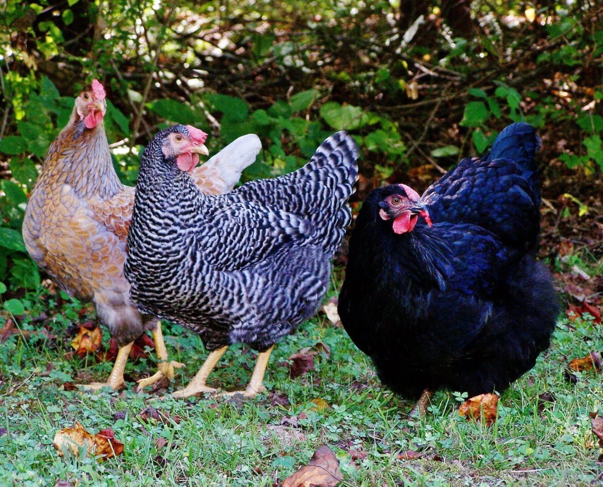 Полосатый плимутрок