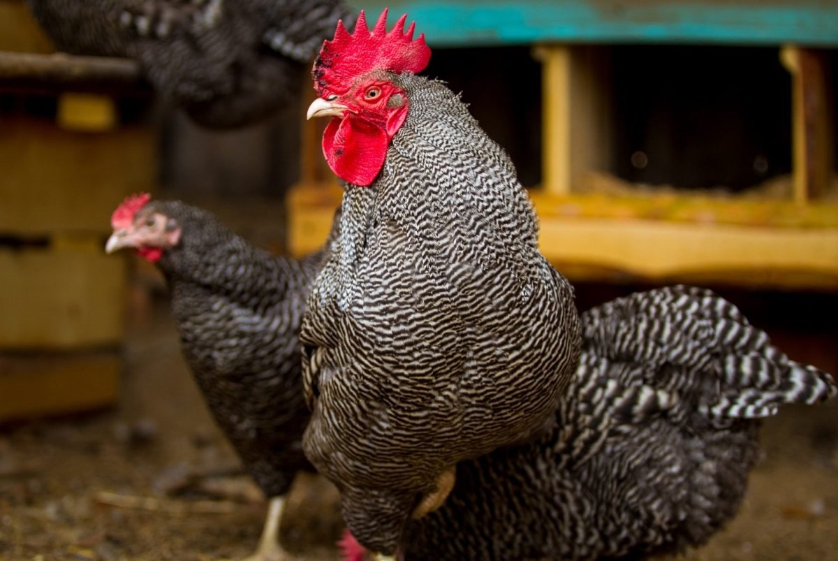 Полосатый плимутрок