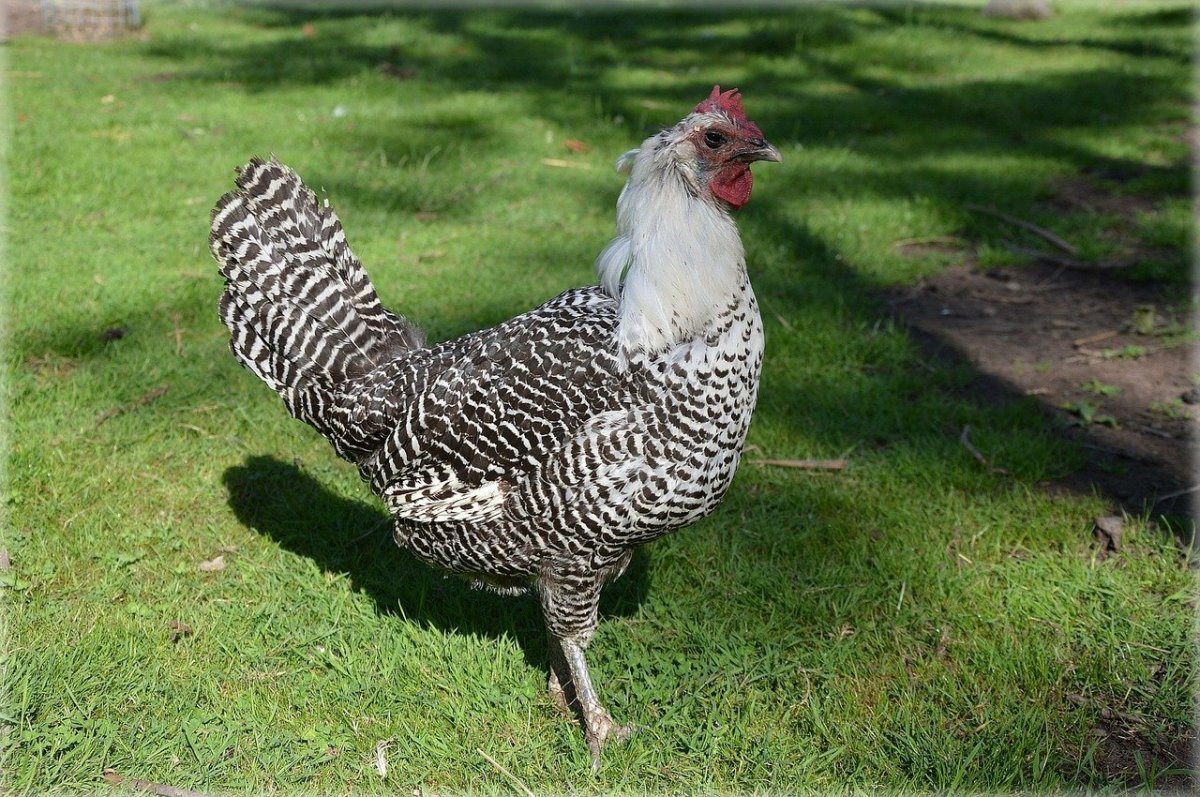 Плимутрок полосатый злой