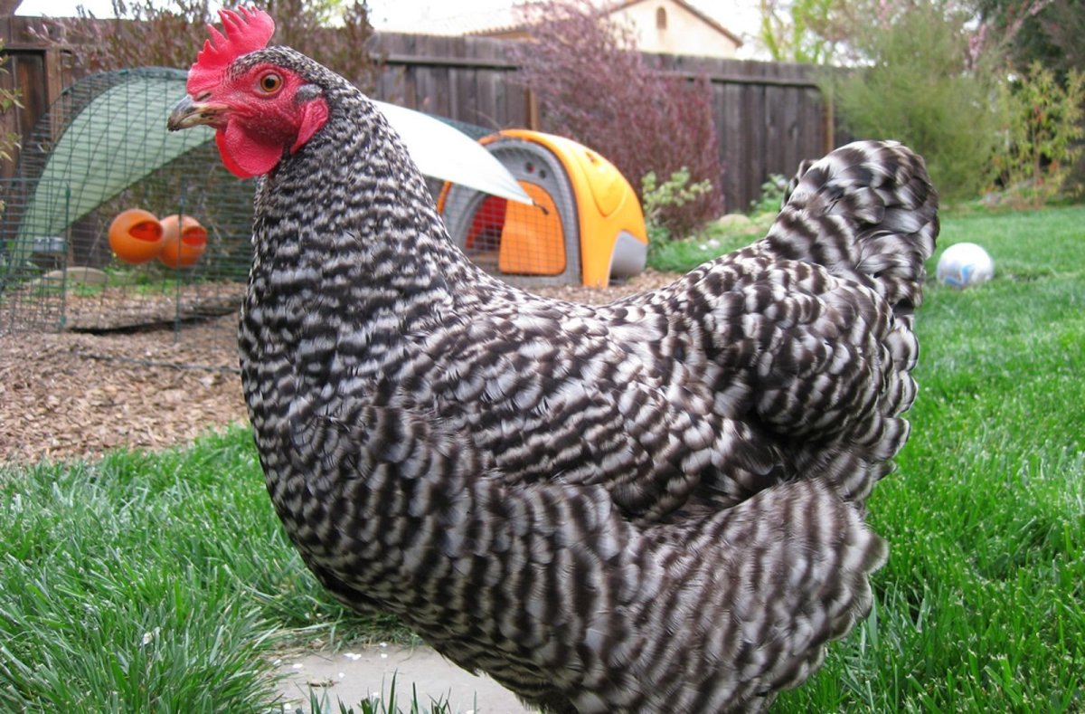 Плимутрок крапчатый