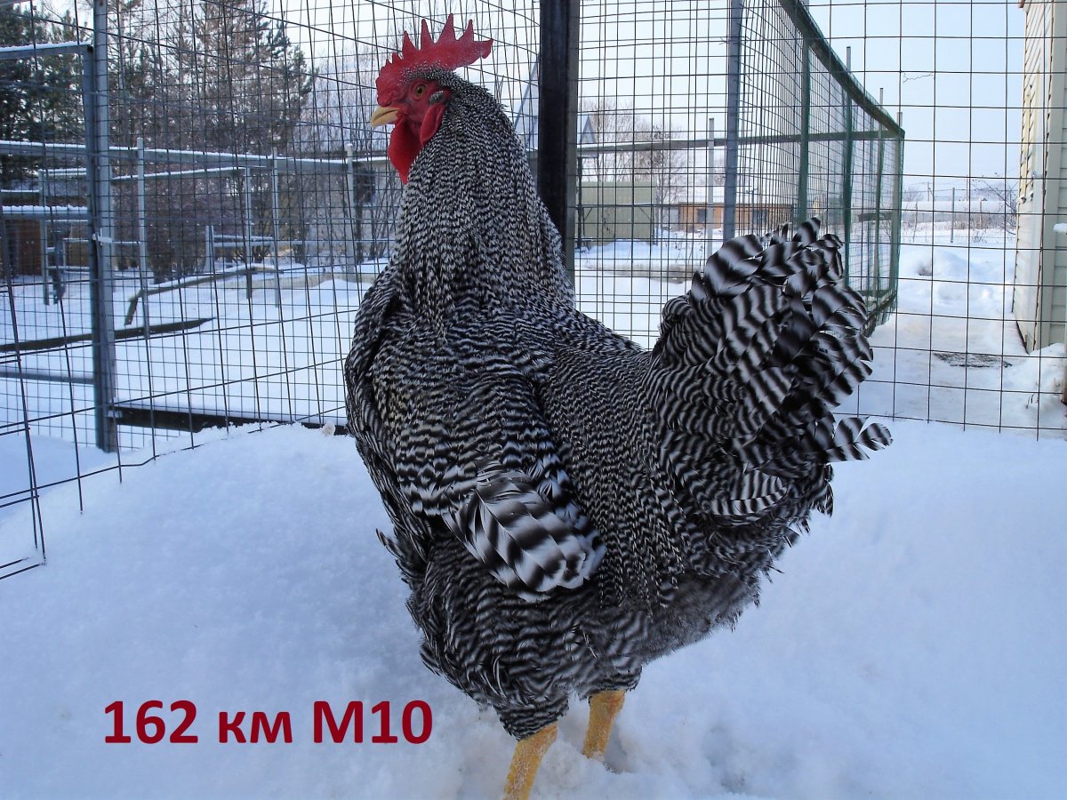 Как примут рок инстинкт насиживания