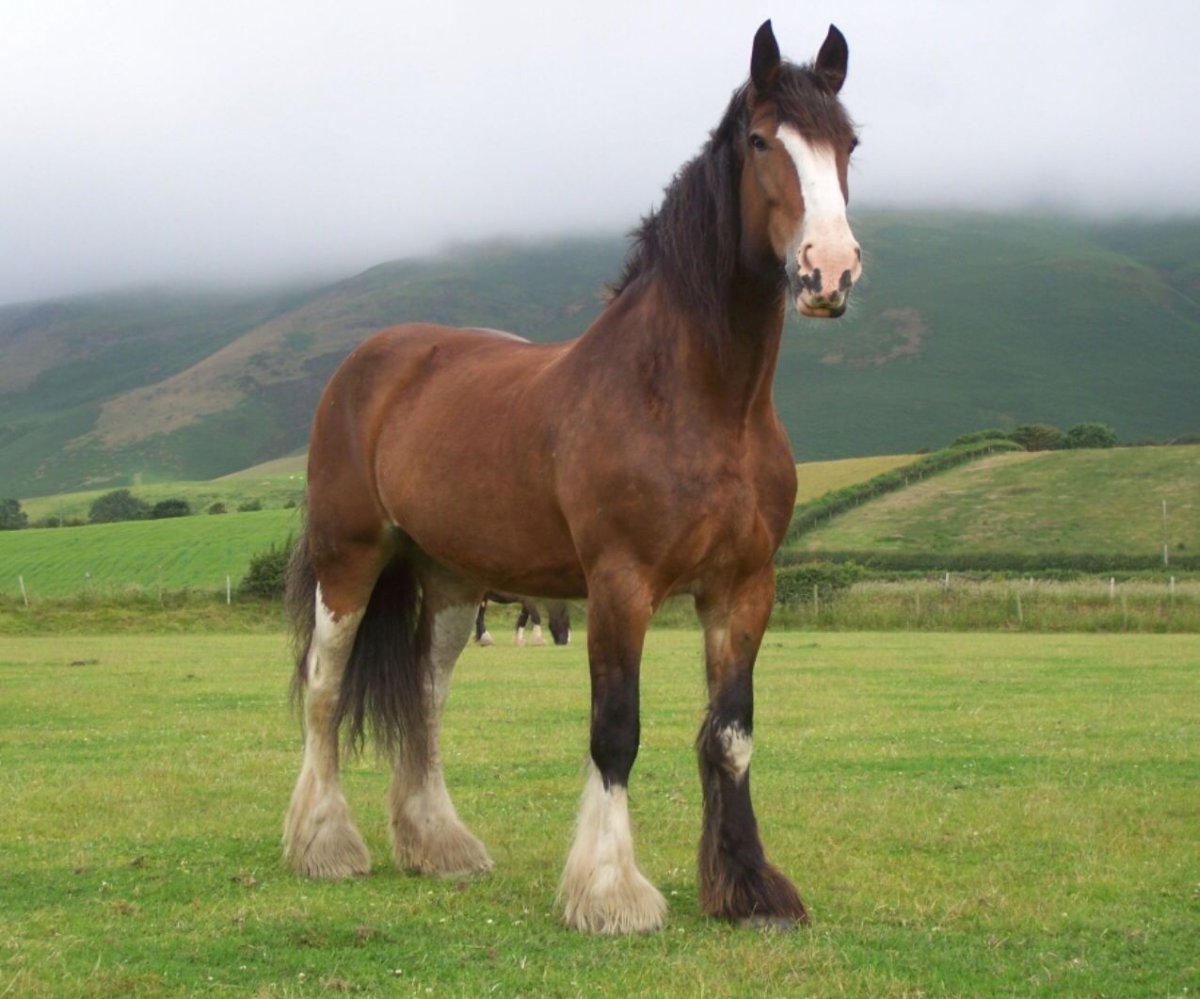 Шайр гнедой масти