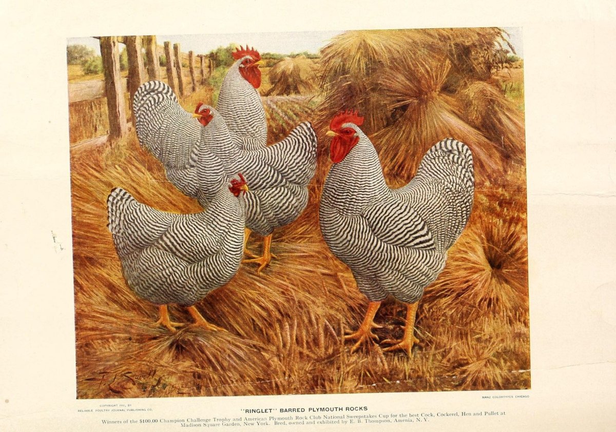 Плимутрок куры