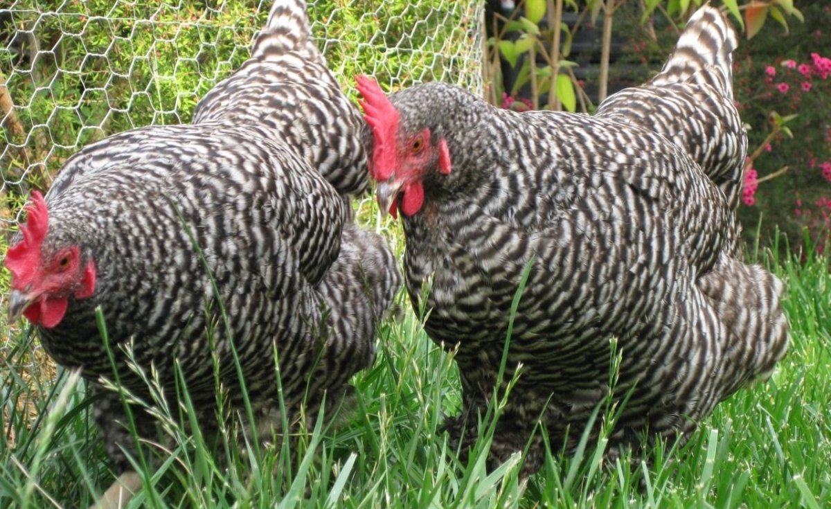 Домашняя птица 5 букв