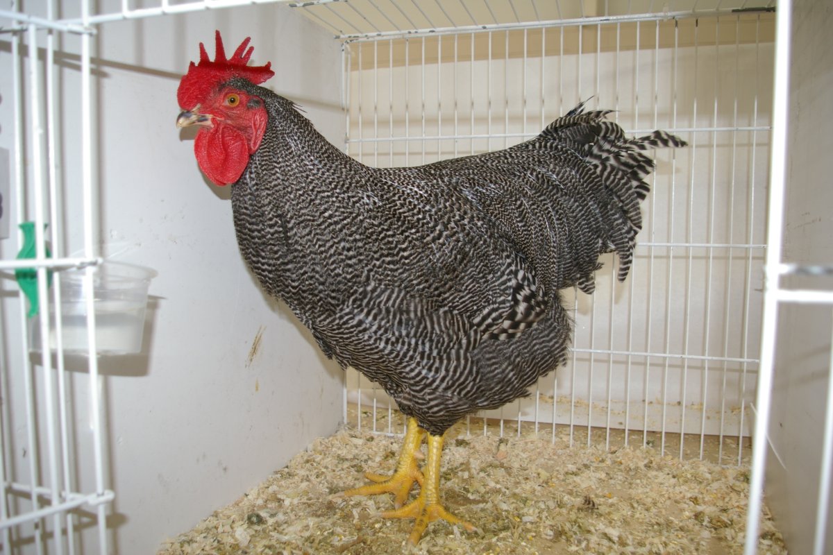 Полосатый плимутрок