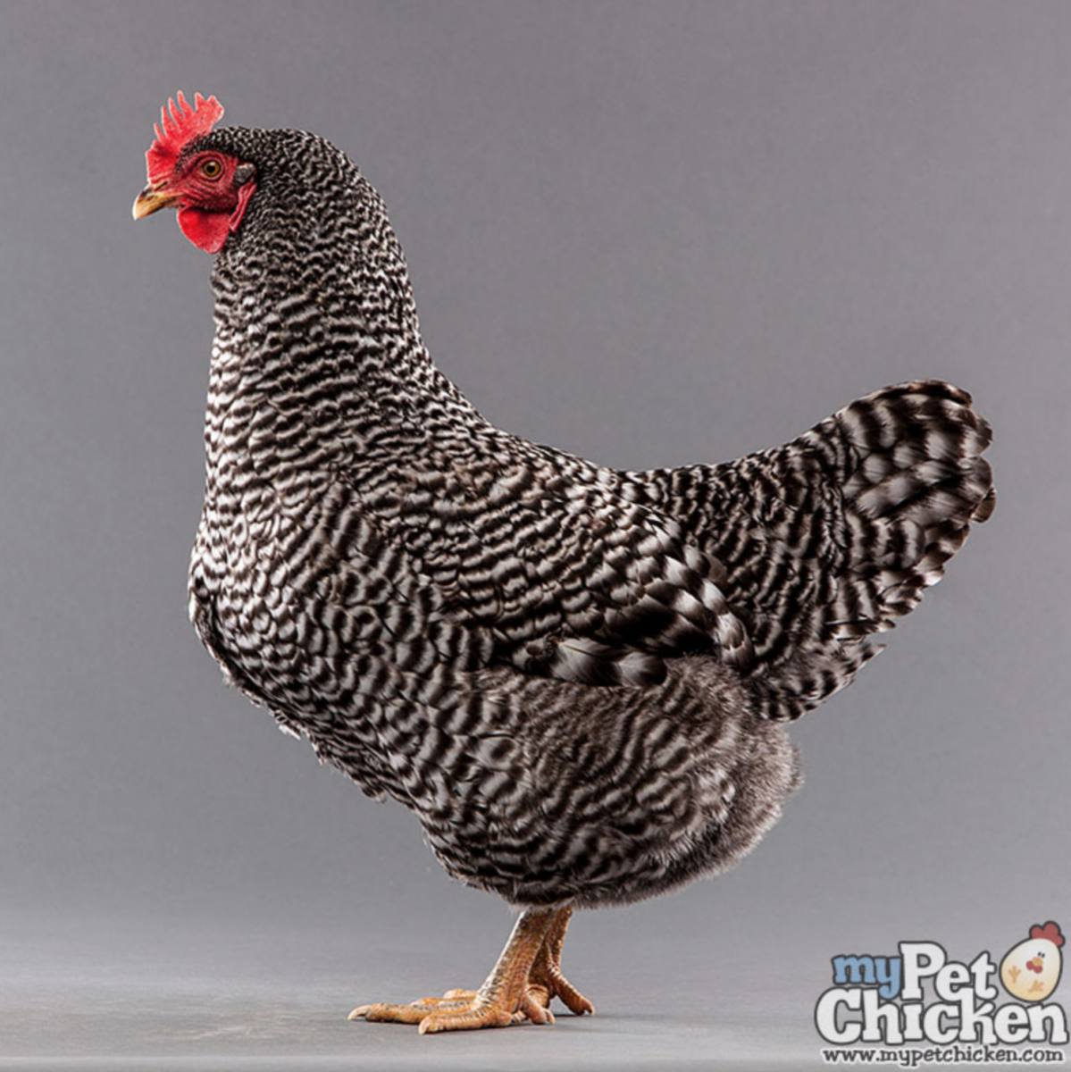 Куры муларды