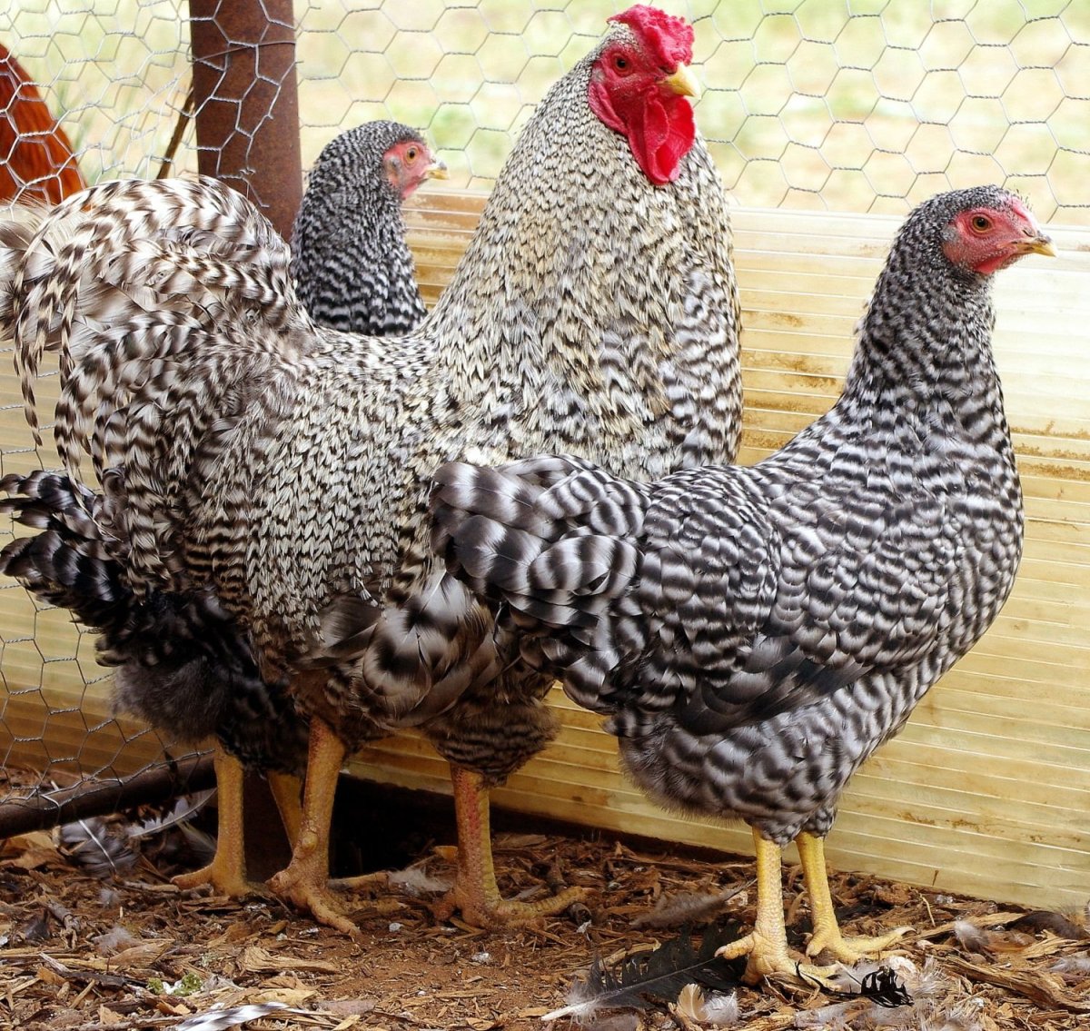 Плимутрок куропатчатый