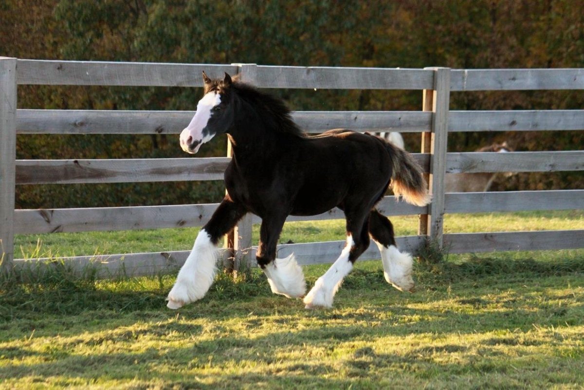 Шайры лошади фото смешные