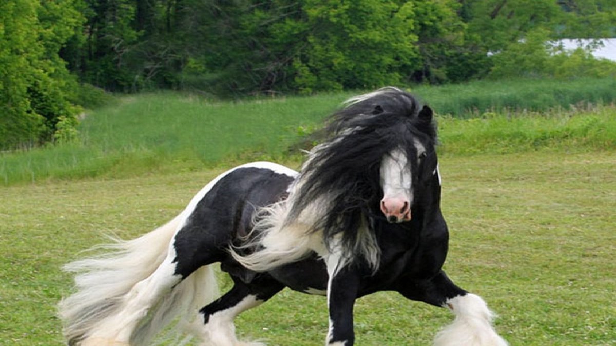 Жеребенок Шайра