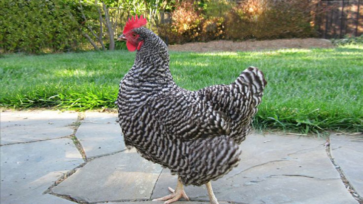 Доминант плимутрок