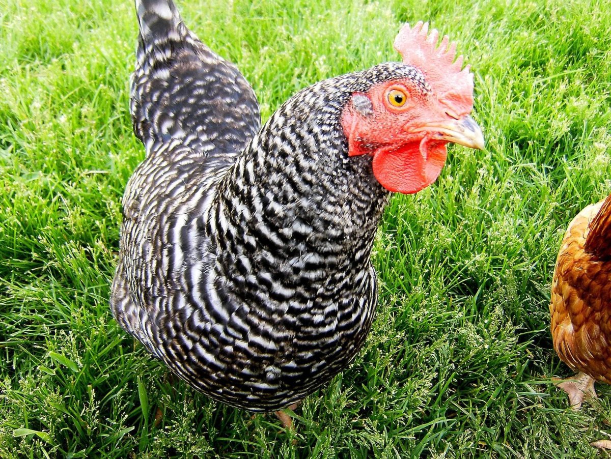 Плимутрок крапчатый