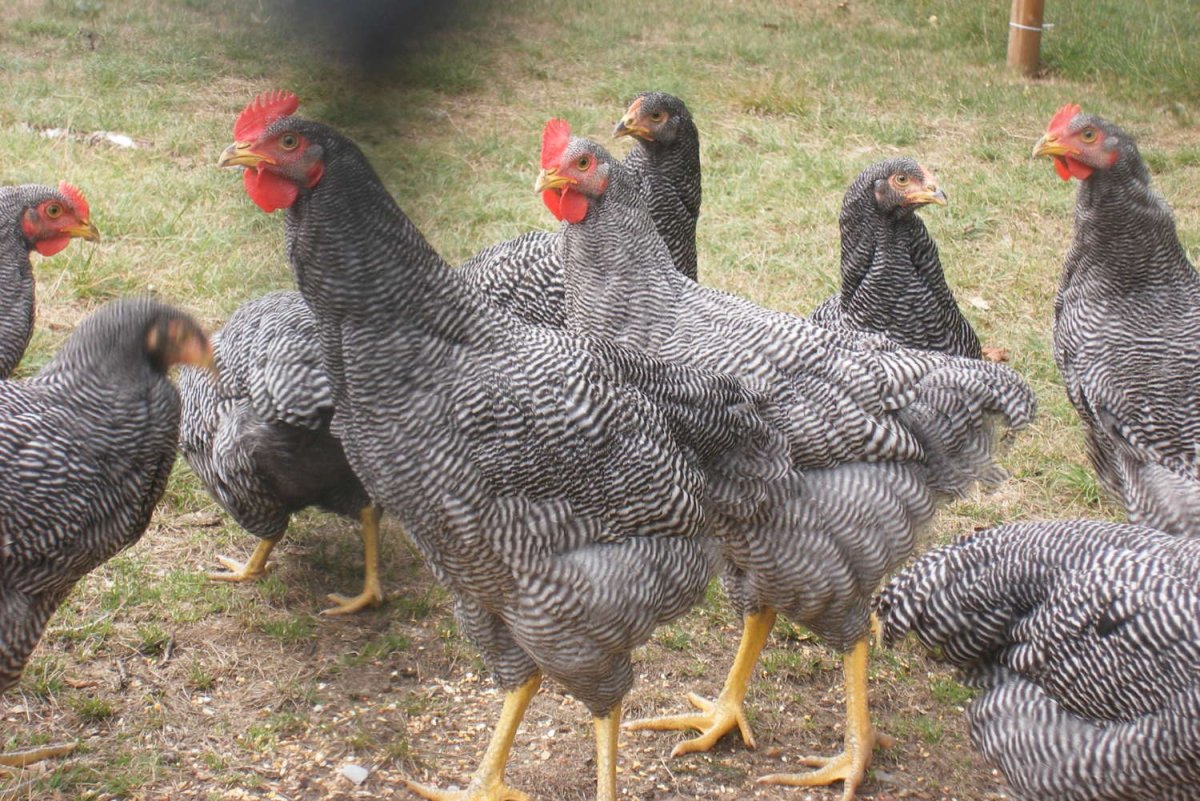 Чешский Доминант плимутрок