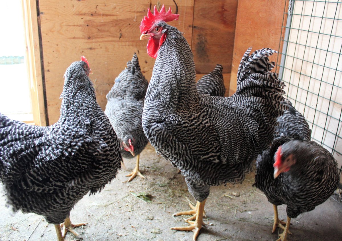 Брама плимутрок