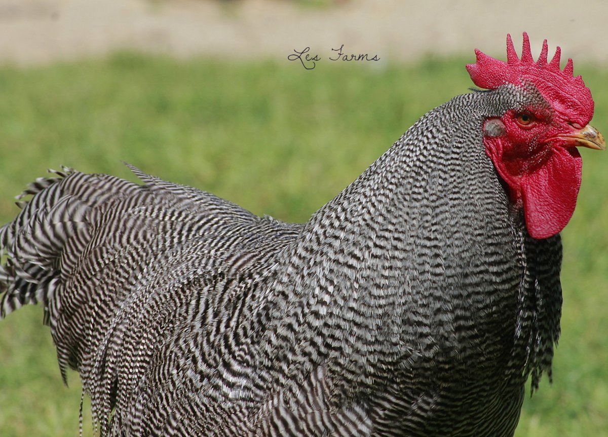 Плимутрок полосатый порода