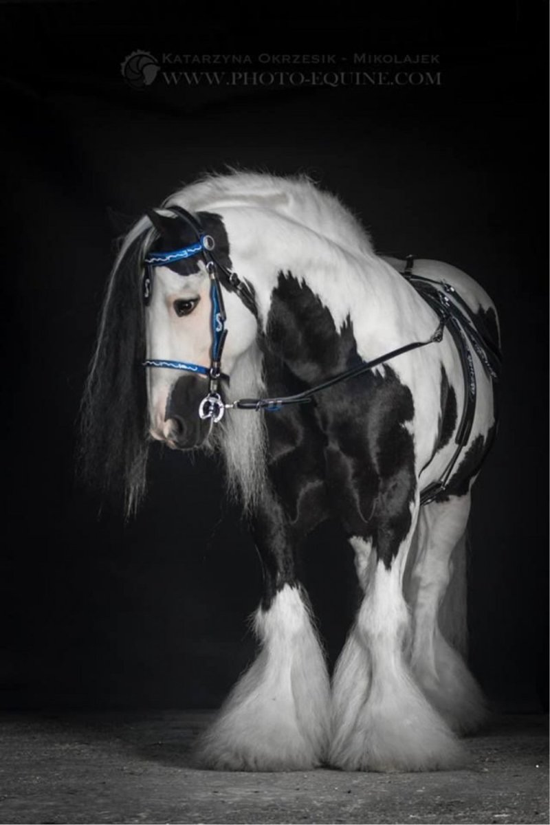 Породы лошадей Шайр галоп