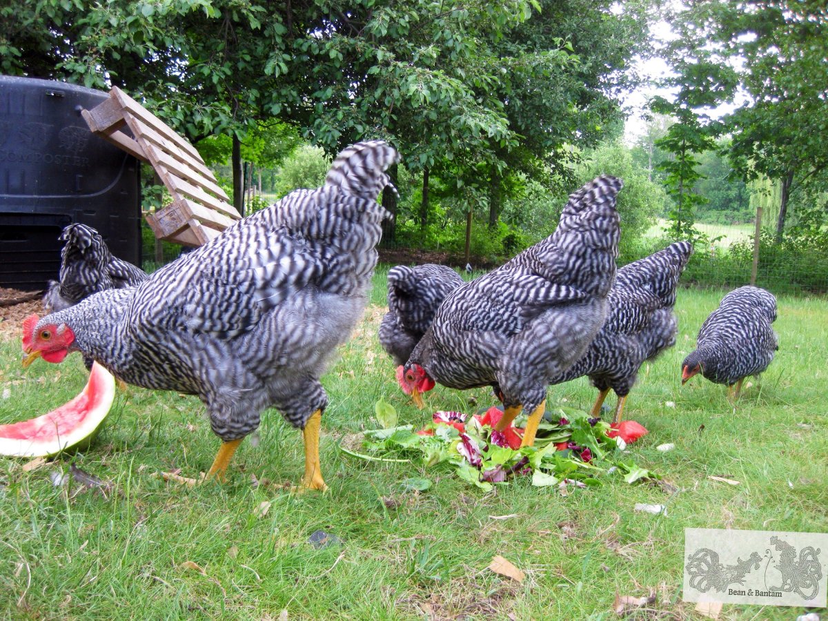 Брама плимутрок