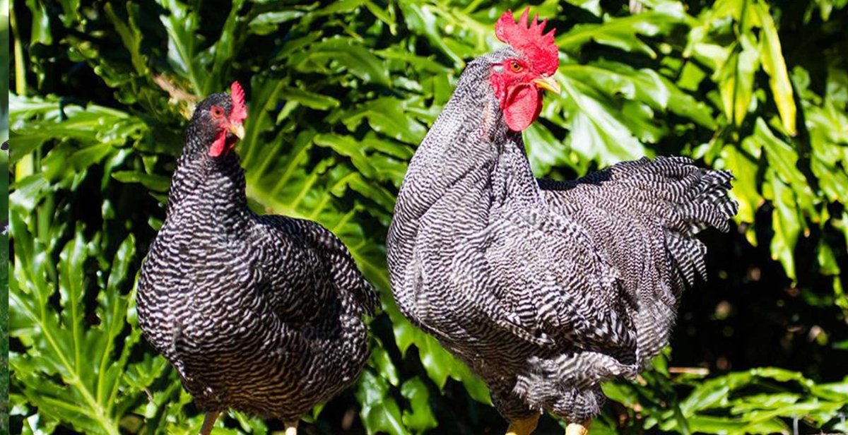 Плимутрок порода кур