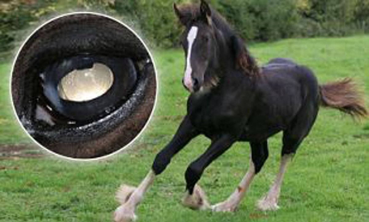 Тяжеловоз Шайр белый