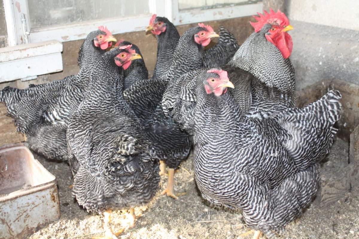 Французская порода кур