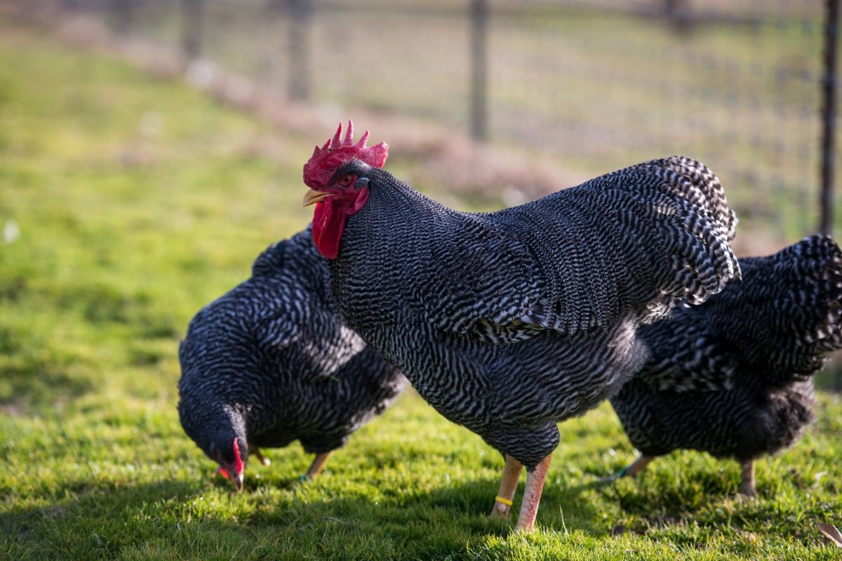 Доминант плимутрок