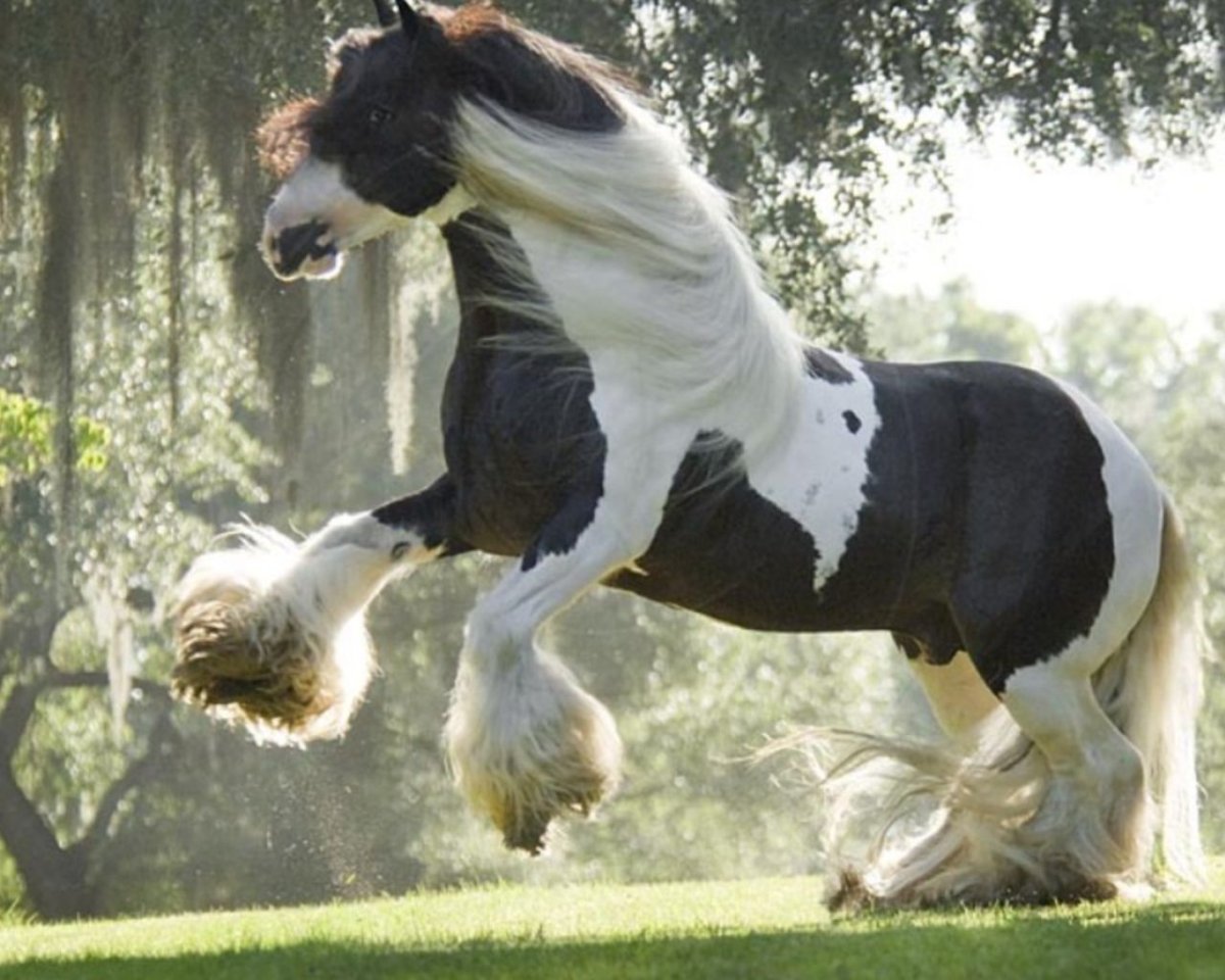 Лошади породы Шайр