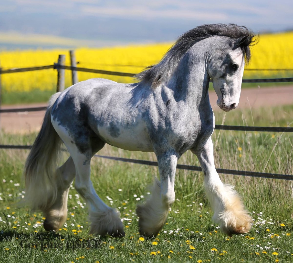 Тяжеловоз Шайр