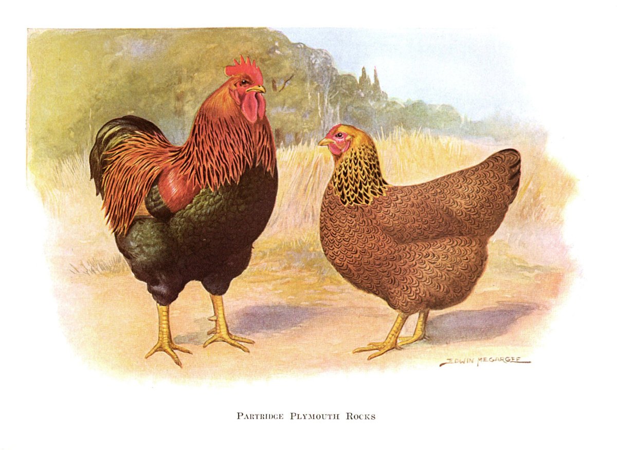 Куры и петухи плимутрок