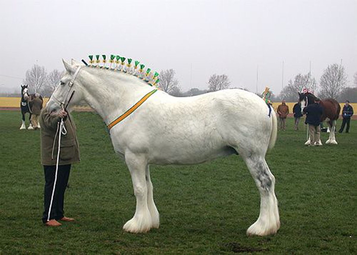 Лошадь породы Гипси Ваннер