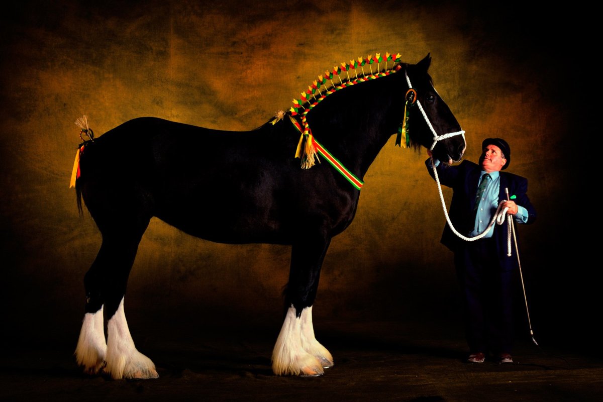 Лошадка Шайр порода