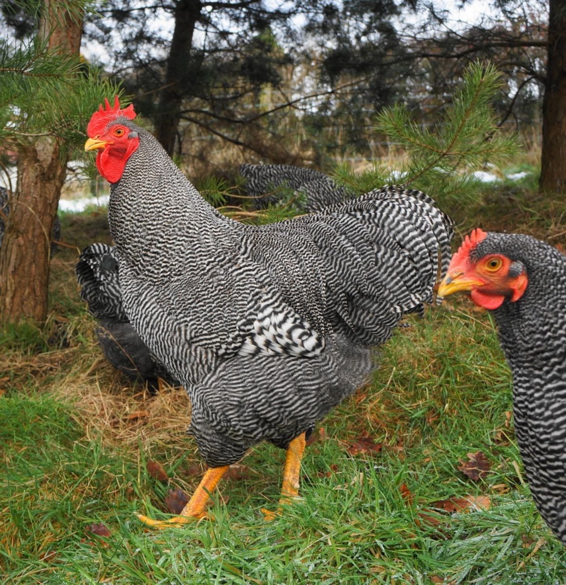 Амрокс цыплята