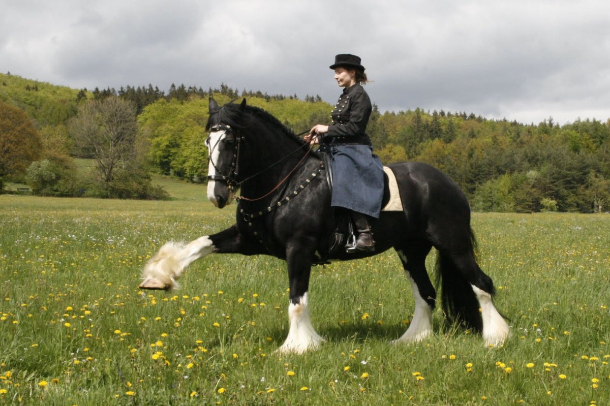 Шайр лошадь